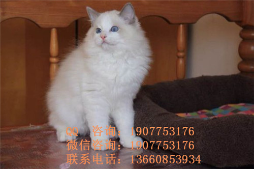 广州哪里有宠物寄养 广州宠物寄养的价格