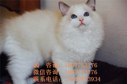 广州哪里有宠物寄养 广州宠物寄养的价格