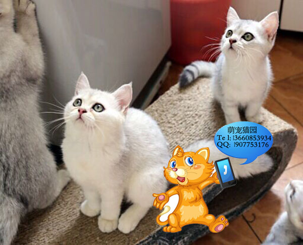 广州哪里有出售银渐层 广州银渐层一只多少钱