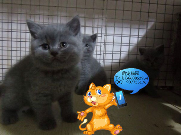 佛山哪里有出售蓝猫 佛山蓝猫一只多少钱