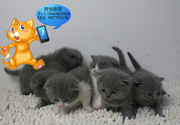 深圳哪里有出售蓝猫 深圳蓝猫一只多少钱