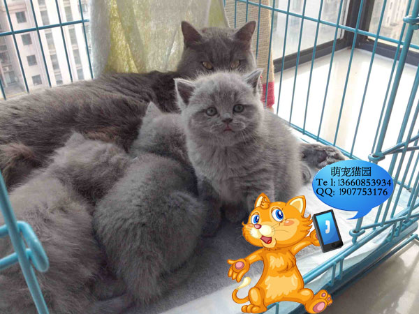佛山哪里有出售蓝猫 佛山蓝猫一只多少钱