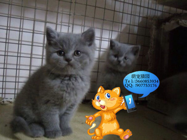 佛山哪里有出售蓝猫 佛山蓝猫一只多少钱