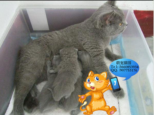 佛山哪里有出售蓝猫 佛山蓝猫一只多少钱