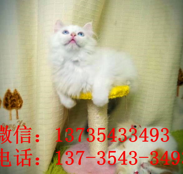 北京宠物猫舍出售纯种加菲猫 买猫卖猫哪里有猫领养