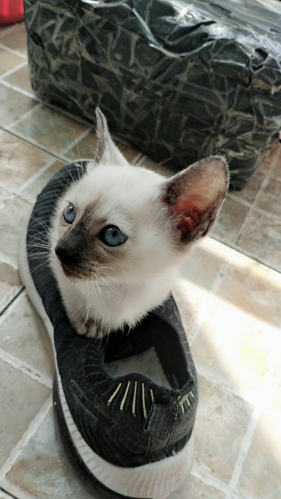 海豹重点暹罗猫，红海豹玳瑁暹罗猫，600一只