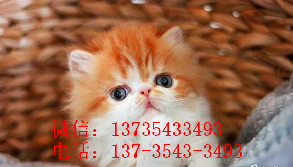 深圳宠物猫舍出售纯种加菲猫 买猫卖猫哪里有猫领养