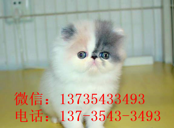 深圳宠物猫舍出售纯种加菲猫 买猫卖猫哪里有猫领养