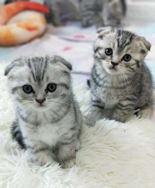 上海宠物猫出售纯种折耳猫 买猫卖猫哪里有猫