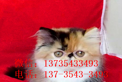 上海宠物猫舍出售纯种加菲猫 买猫卖猫哪里有猫领养