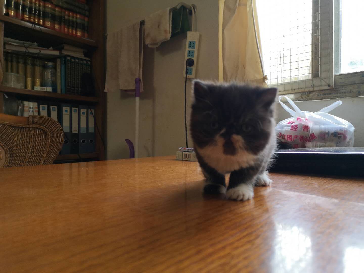 出售纯种加菲猫异国短毛猫两个月大公母都有