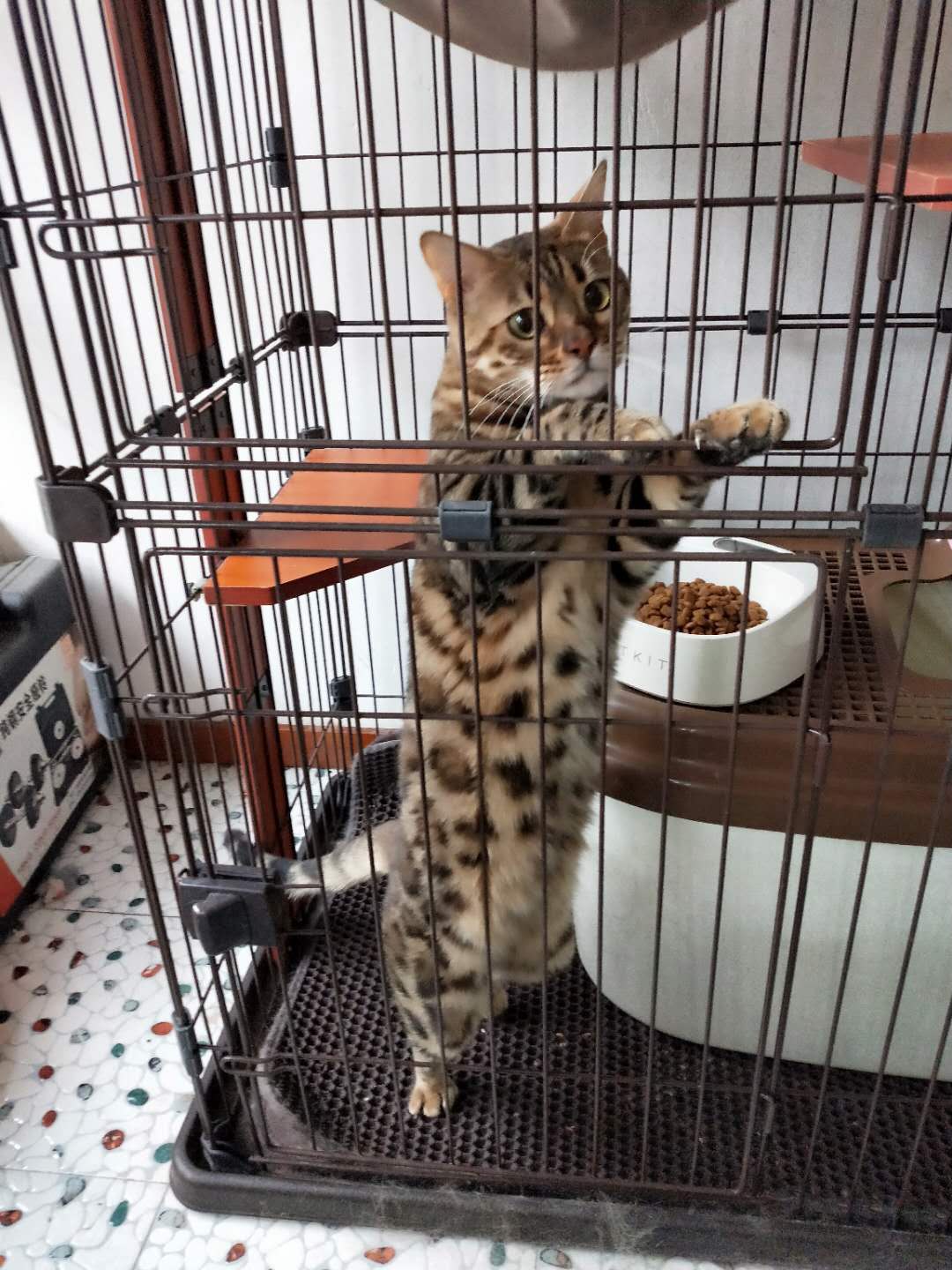 因房子装修出售豹猫