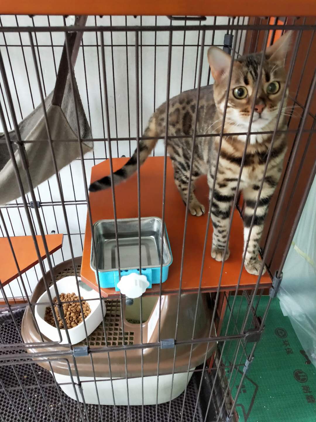 因房子装修出售豹猫