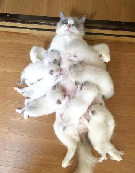 淄博猫舍非外地邮寄，保健康支持检测