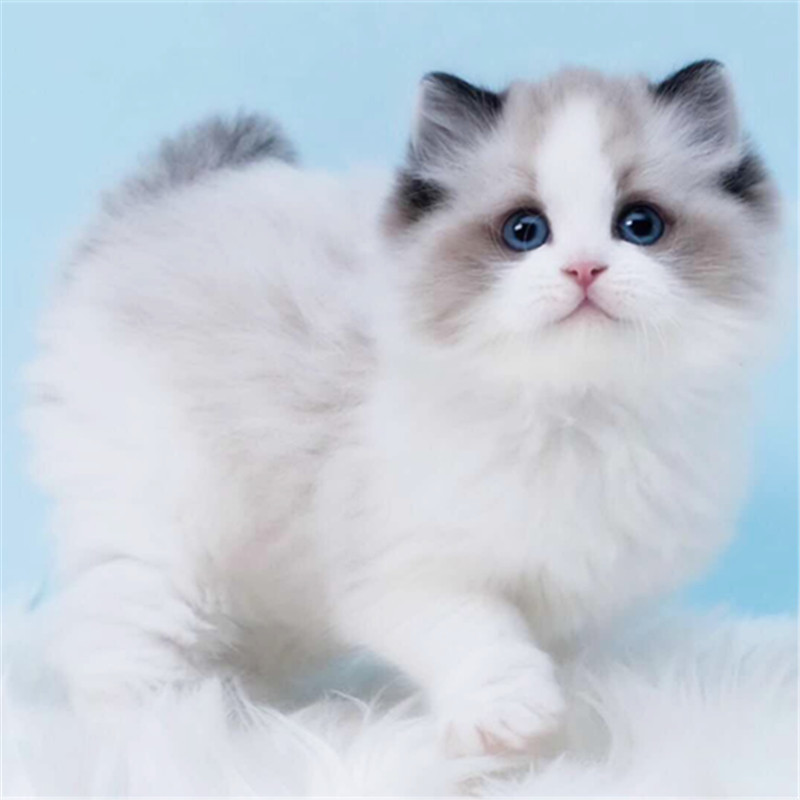 广州哪里有卖布偶猫 纯正布偶猫价格 布偶猫性