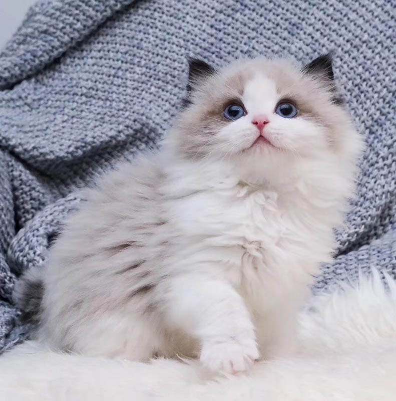 广州哪里有卖布偶猫 纯正布偶猫价格 布偶猫性格