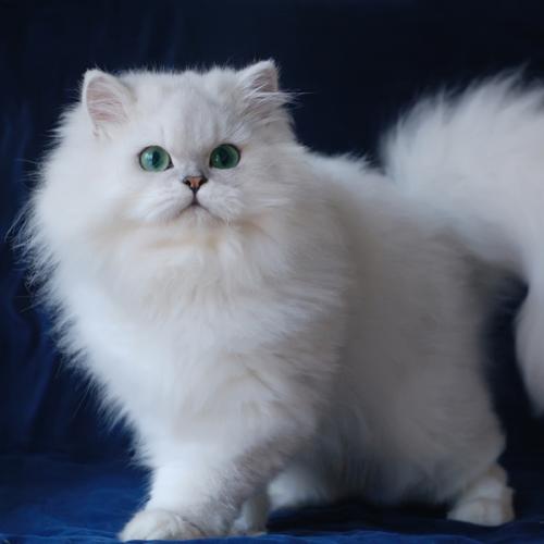 佛山哪里有卖金吉拉猫 佛山金吉拉猫一只多少