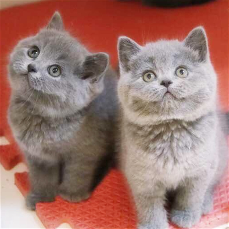 东莞哪里有猫舍 东莞哪里有卖纯正蓝猫 蓝猫价格多少