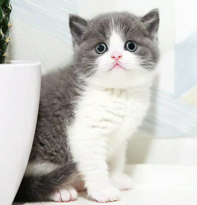 东莞哪里有猫舍 东莞哪里有卖纯正蓝猫 蓝猫价格多少