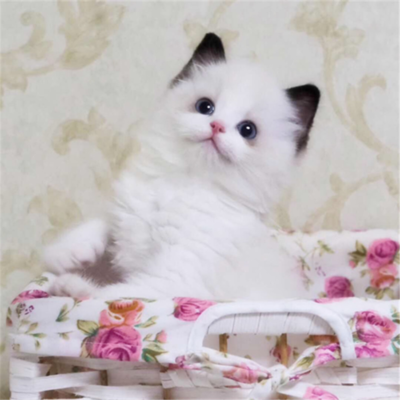 广州哪里有卖布偶猫 纯正布偶猫价格 布偶猫性格