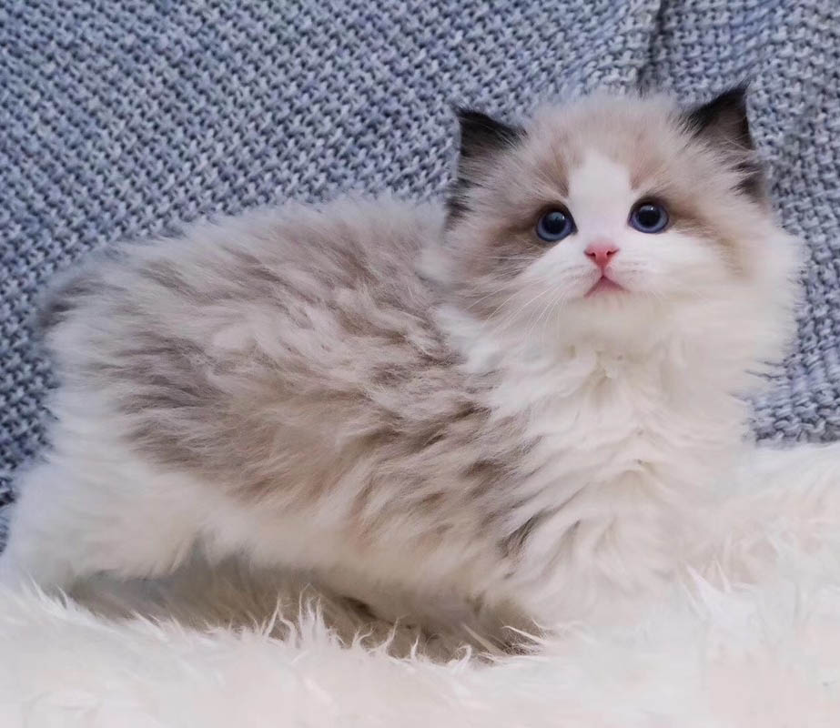 广州哪里有卖布偶猫 纯正布偶猫价格 布偶猫性格