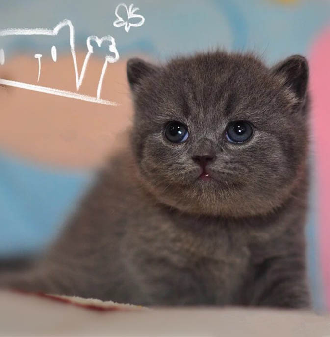 东莞哪里有猫舍 东莞哪里有卖纯正蓝猫 蓝猫价格多少