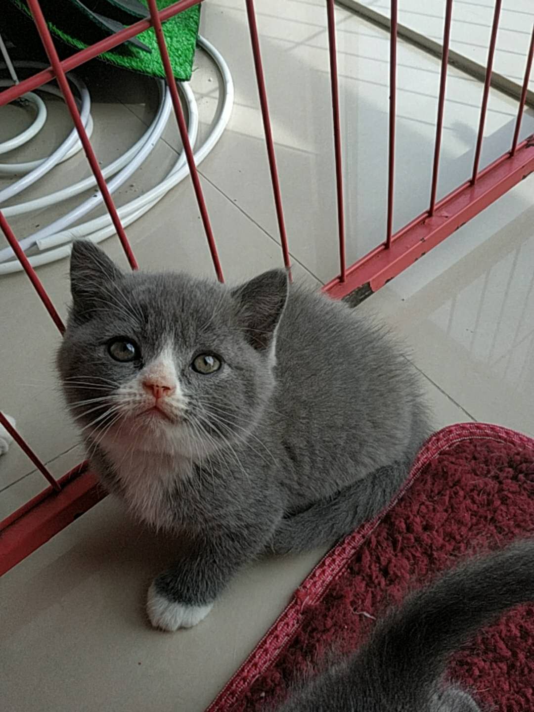 英短蓝猫蓝白领养出售