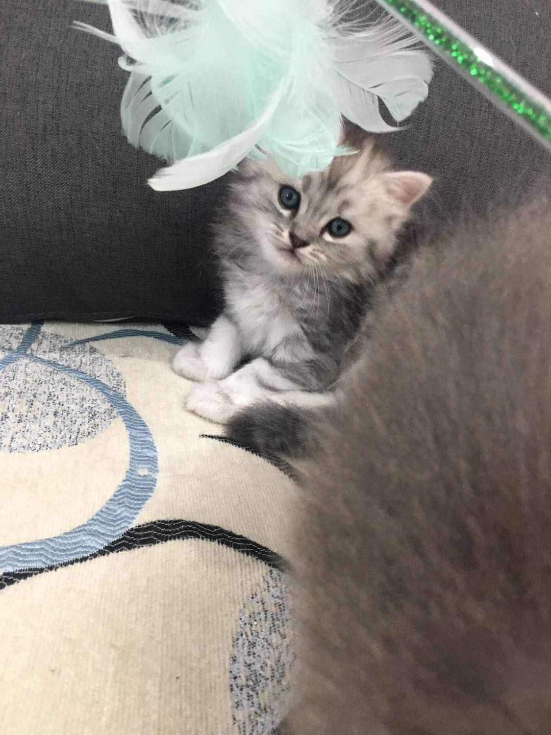 自家养的长毛银渐层