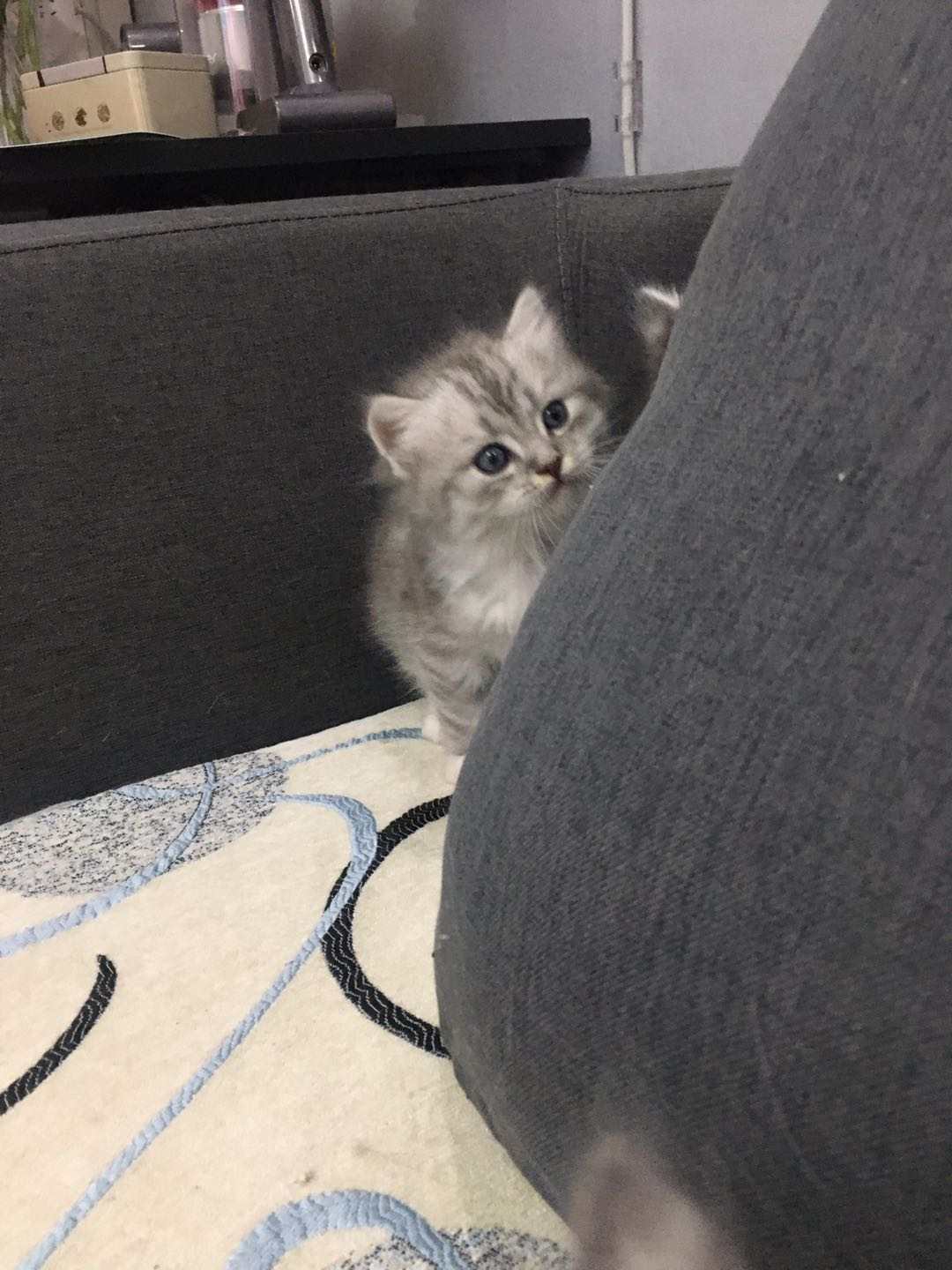 自家养的长毛银渐层