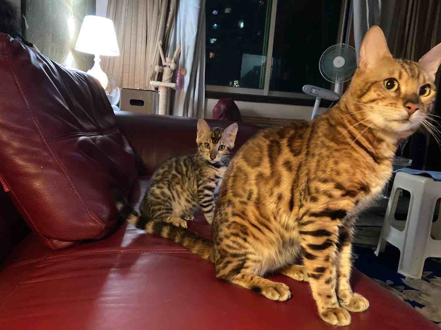 孟加拉小豹猫，已打疫苗