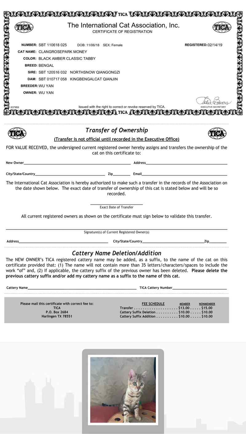 孟加拉小豹猫，已打疫苗