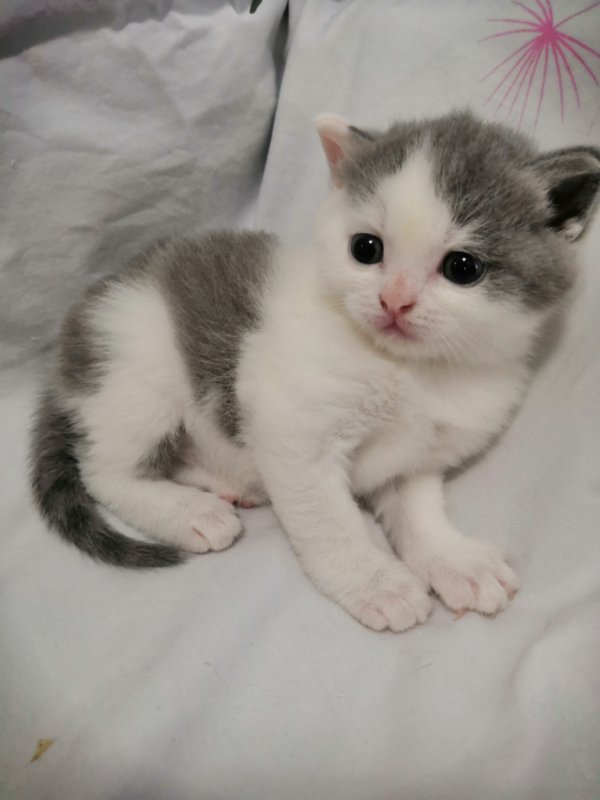 自家蓝猫，蓝白