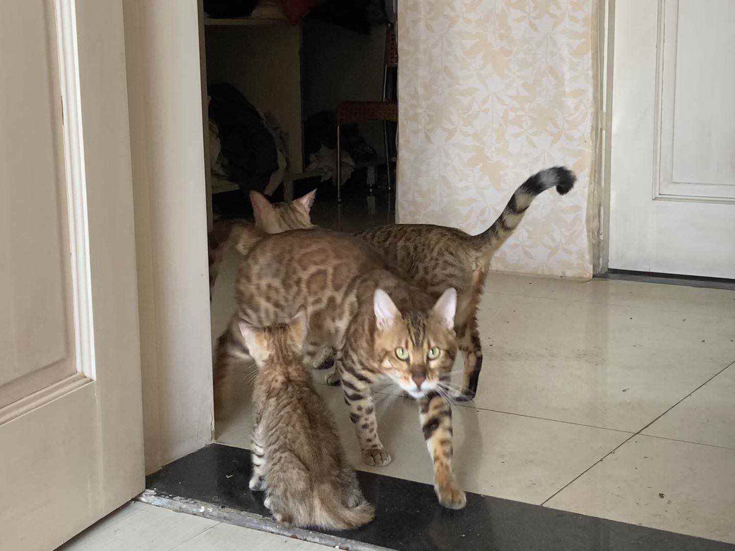 孟加拉小豹猫，已打疫苗