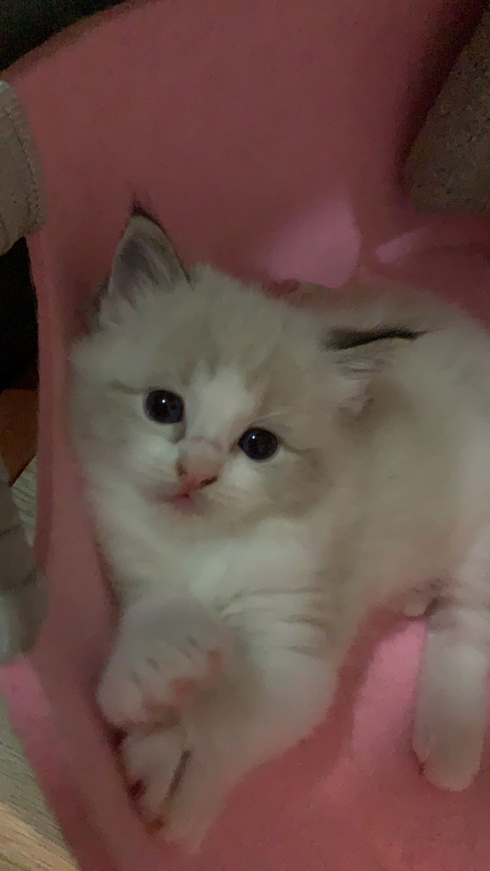 上海闵行低价山猫布偶