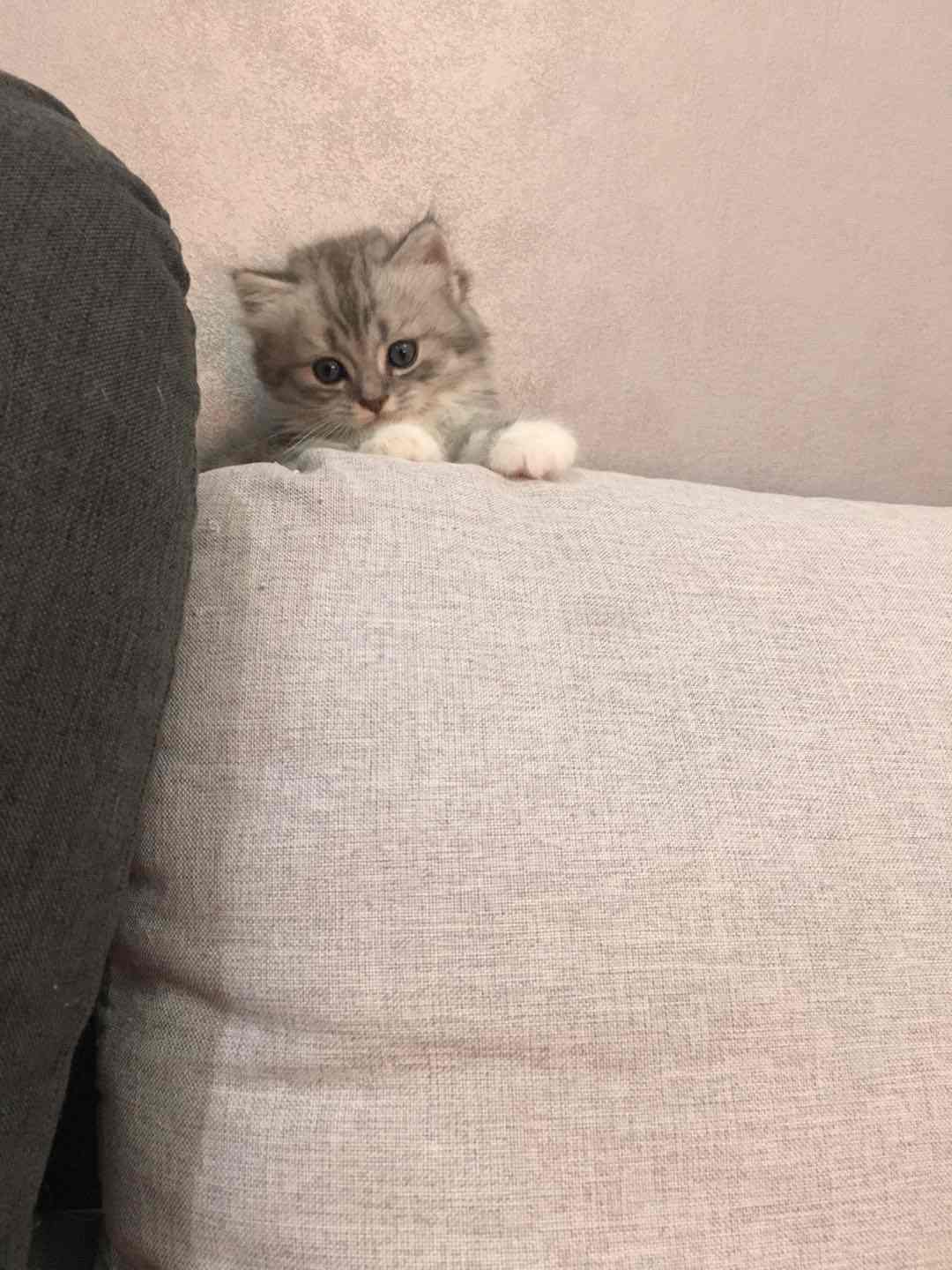 自家养的长毛银渐层