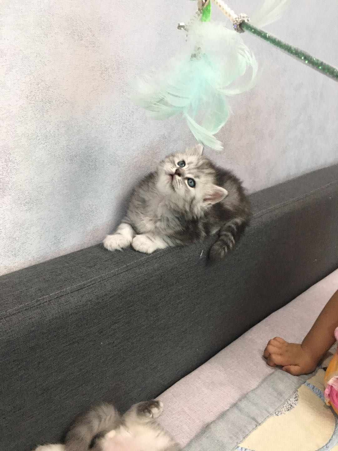 自家养的长毛银渐层