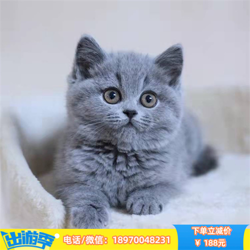 成都哪里有蓝猫出售 成都蓝猫多少 宠物猫咪