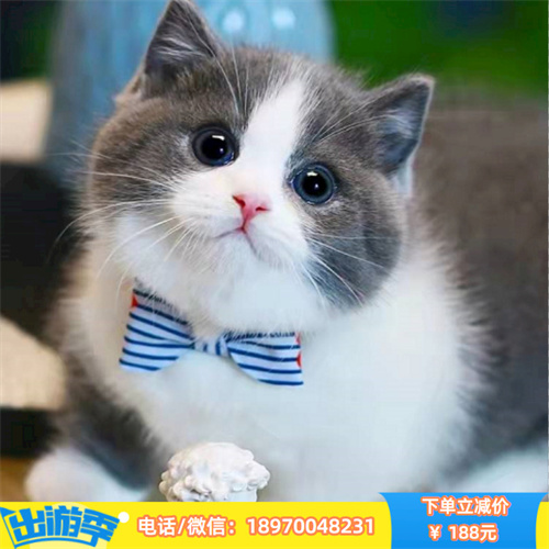 成都哪里有蓝猫出售 成都蓝猫多少 宠物猫咪