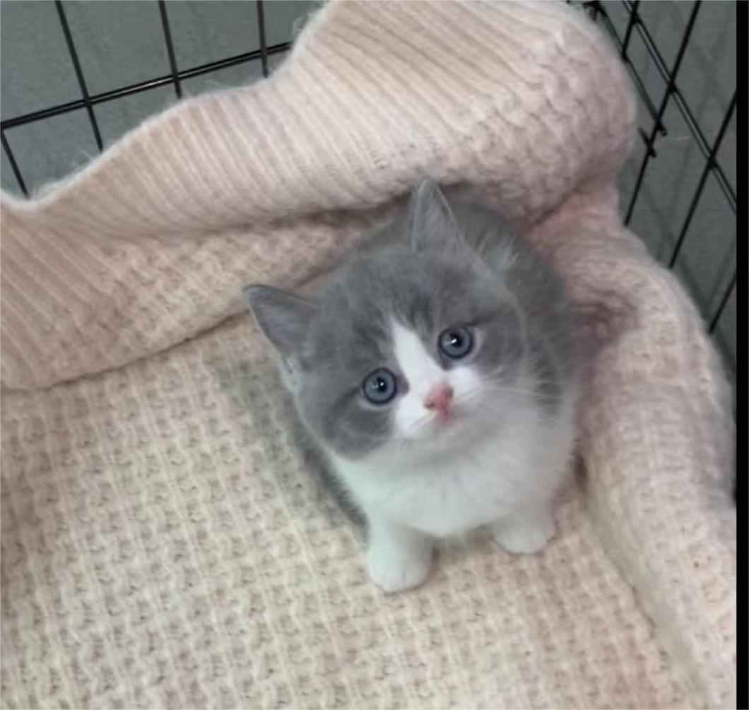 广东汕头英短蓝白宠物猫