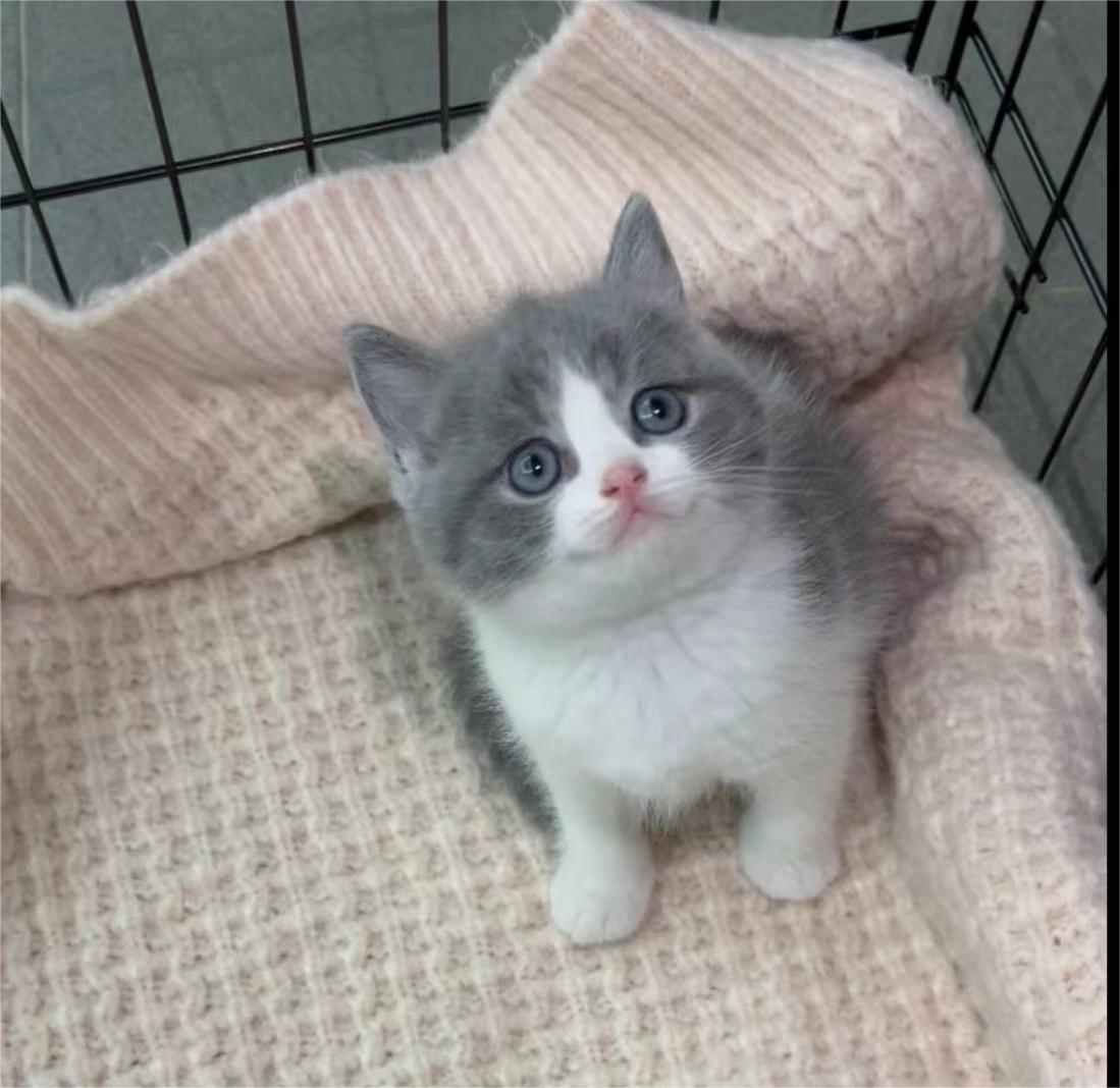 广东汕头英短蓝白宠物猫
