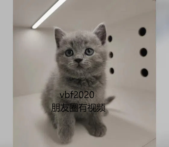 上海猫舍推荐英短猫咪蓝猫蓝白银金渐层蓝金