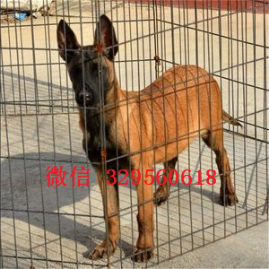 济南哪里卖马犬、马犬价格、马犬多少钱 