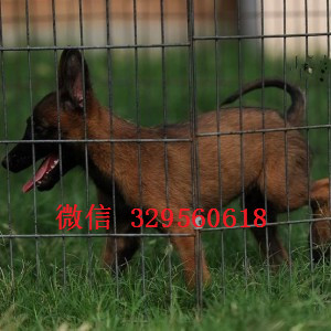 平顶山马犬出售公母都有出售多只赛级马犬纯血统马犬幼犬马犬犬舍