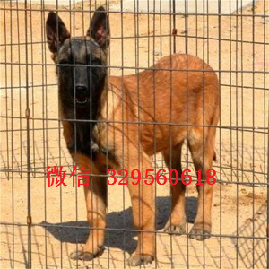 青岛马犬纯种幼犬出售出售马犬公母都有纯血统