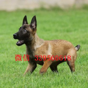 大连马犬纯种幼犬出售家养马犬出售纯血统马犬