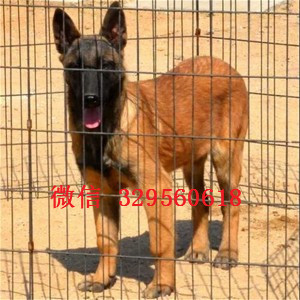 南川马犬出售公母都有家养马犬出售纯血统马犬