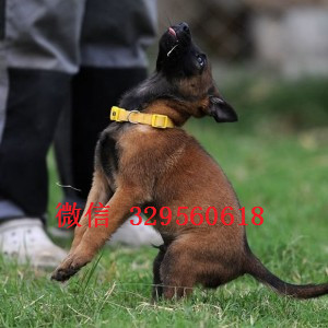 徐州马犬纯种幼犬出售出售多只赛级马犬纯血统