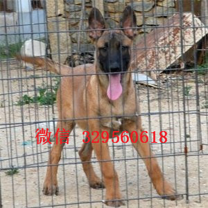 苏州马犬出售公母都有出售多只赛级马犬红色马