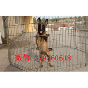 丰都马犬出售公母都有家养马犬出售红色马犬多少钱出售纯种健康的马犬幼犬