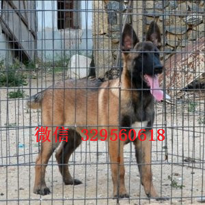 宿迁马犬出售公母都有家养马犬出售哪里有卖纯